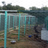 Outside grassed day kennel